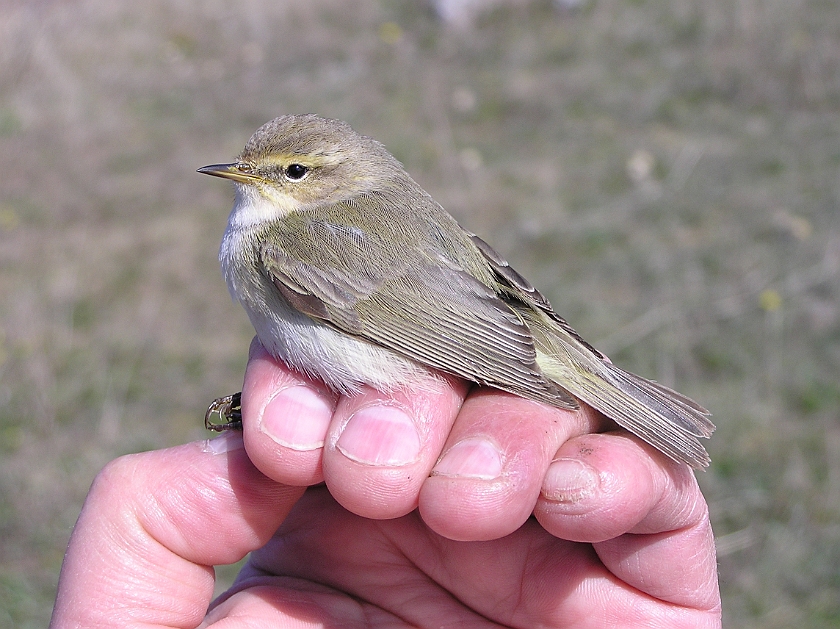 Chiffchaff, Sundre 20050509